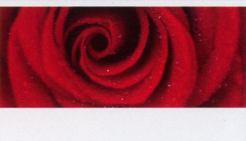 Creative-Card 'Rose rot'