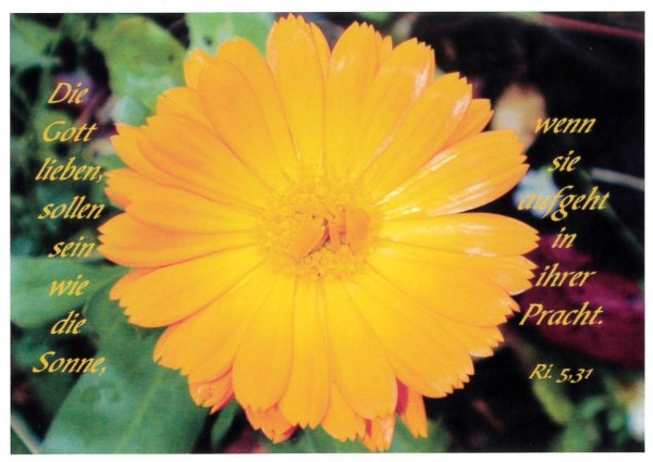 Postkarte 10 Stück 'Gelbe Blüte'